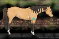 Horse Color:Buckskin Tobiano 