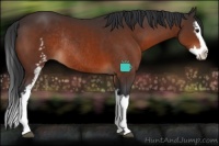 Horse Color:White Spotted Bay Splash Rabicano 