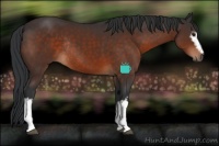 Horse Color:White Spotted Brown Rabicano 