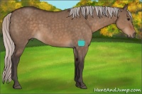 Horse Color:Silver Brown Dun 