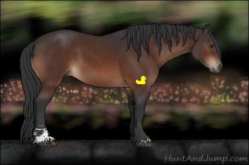 Horse Color:Brown Sabino