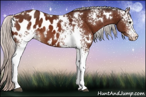 Horse Color:White Spotted Silver Brown Appaloosa 