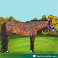 Horse Color:Bay Ice 