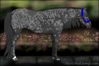Horse Color:Black Ice 