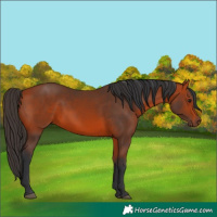 Horse Color:Bay 