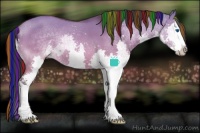 Horse Color:Painted Bay Dun Sabino Splash 