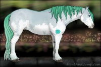 Horse Color:Watercolor White Spotted Bay Dun Splash 