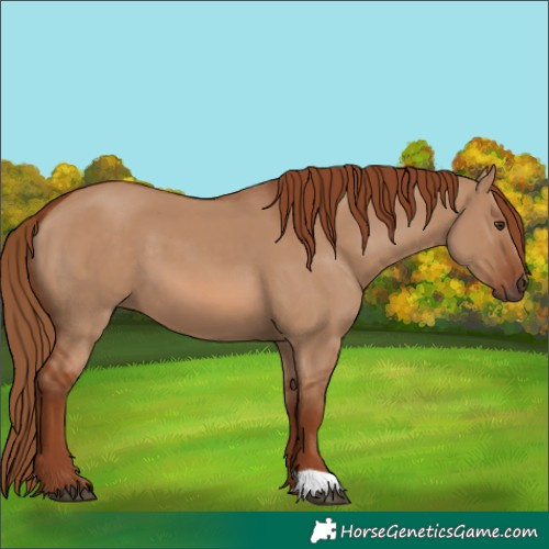 Horse Color:Red Dun