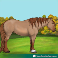 Horse Color:Red Dun 
