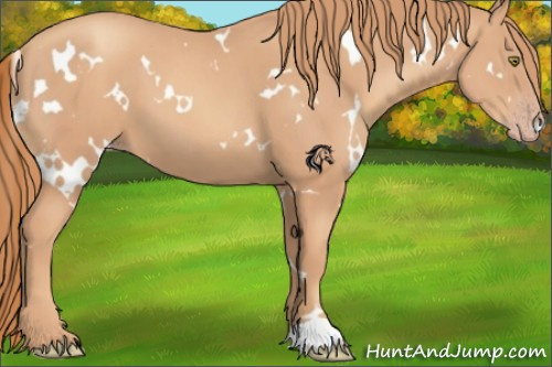 Horse Color:White Spotted Gold Champagne 