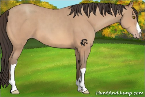 Horse Color:Amber Champagne 