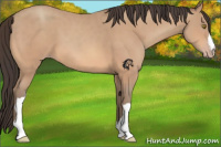 Horse Color:Amber Champagne 