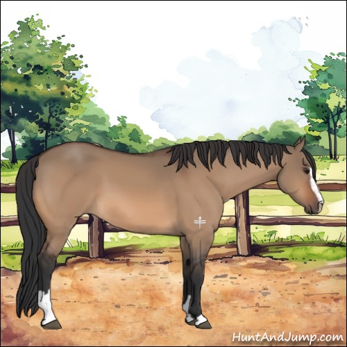 Horse Color:Bay Dun Sabino 