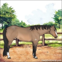 Horse Color:Bay Dun Sabino 