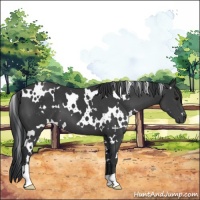 Horse Color:White Spotted Black Sabino
