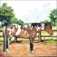 Horse Color:White Spotted Bay 