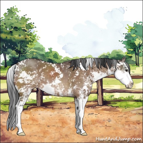 Horse Color:Brown Dun Sabino 