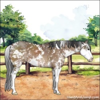 Horse Color:Brown Dun Sabino 