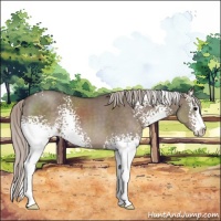 Horse Color:White Spotted Silver Grullo Sabino 