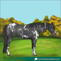 Horse Color:White Spotted Black Sabino Varnish Rabicano 