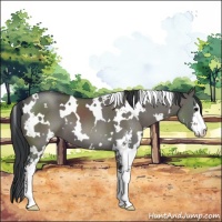 Horse Color:White Spotted Grullo Sabino 