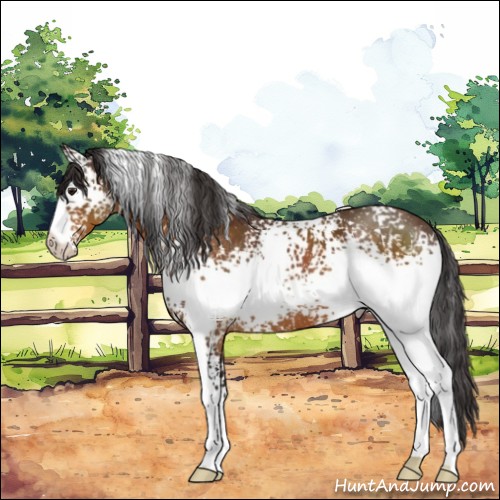 Horse Color:White Spotted Buckskin 