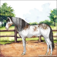 Horse Color:White Spotted Buckskin