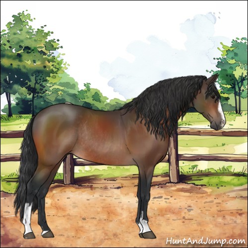 Horse Color:Bay Sabino Rabicano 