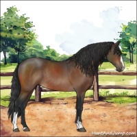Horse Color:Bay Sabino Rabicano 