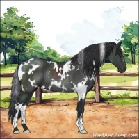 Horse Color:White Spotted Black Rabicano 