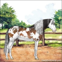 Horse Color:White Spotted Brown Splash 