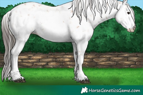 Horse Color:Bay Sabino