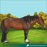 Horse Color:Bay 