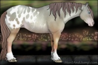 Horse Color:Chocolate Classic Champagne Pearl Blanket Rabicano 