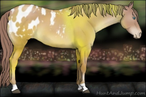 Horse Color:Chocolate Black Pearl Appaloosa 