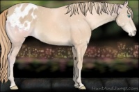 Horse Color:Perlino Appaloosa