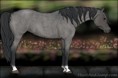 Horse Color:Blue Roan 