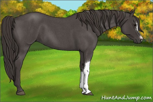 Horse Color:Smoky Blue Roan