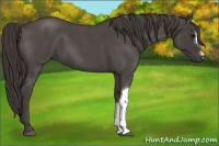 Horse Color:Smoky Blue Roan 