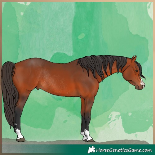 Horse Color:Bay Rabicano 