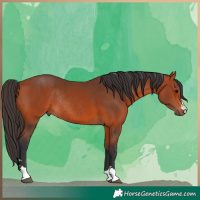 Horse Color:Bay Rabicano 