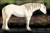 Horse Color:Buckskin Pearl 
