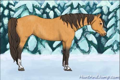 Horse Color:Buckskin Sabino Rabicano  and Buckskin Sabino Rabicano 