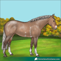 Horse Color:Silver Brown Dun Sabino Rabicano