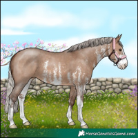 Horse Color:Silver Brown Dun Sabino 