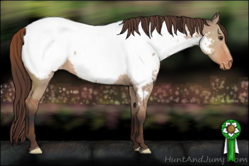 Horse Color:Bay Dun Appaloosa 