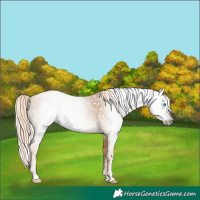 Horse Color:Gray Palomino Pearl 