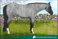Horse Color:Blue Roan 