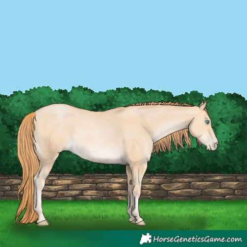 Horse Color:Buckskin Pearl