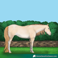 Horse Color:Buckskin Pearl 